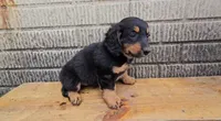 Lottie, a female Border Collie and Miniature Dachshund for sale in Wolcottville, IN – 2 of 3