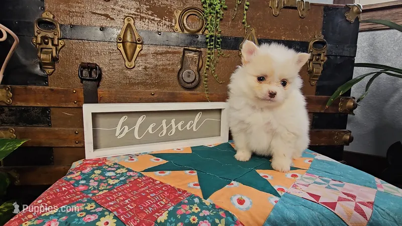 Tink – Pomeranian puppy for sale in Wolcottville, IN
