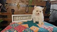 Tink, a female Pomeranian for sale in Wolcottville, IN – 1 of 3