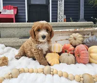 Winston, a male Miniature Goldendoodle for sale in Ligonier, IN – 2 of 5