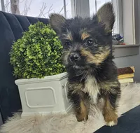 Lolly, a female Pomeranian and Yorkshire Terrier for sale in Wolcottville, IN – Photo 4 of 6