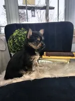 Lolly, a female Pomeranian and Yorkshire Terrier for sale in Wolcottville, IN – Photo 3 of 6