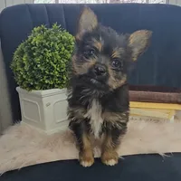 Lolly, a female Pomeranian and Yorkshire Terrier for sale in Wolcottville, IN – Photo 2 of 6