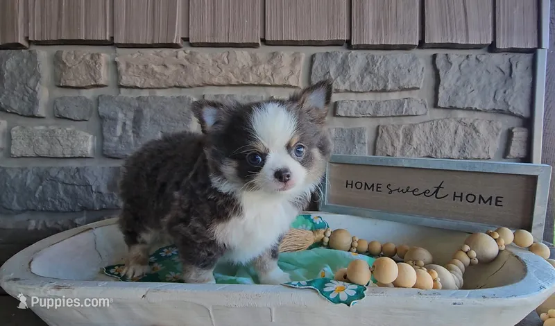 Oliver – Chihuahua puppy for sale in Wolcottville, IN