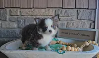 Oliver, a male Chihuahua for sale in Wolcottville, IN – 1 of 8