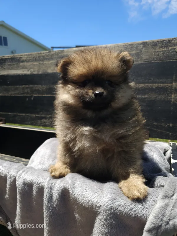 Bear – Pomeranian puppy for sale in Wolcottville, IN