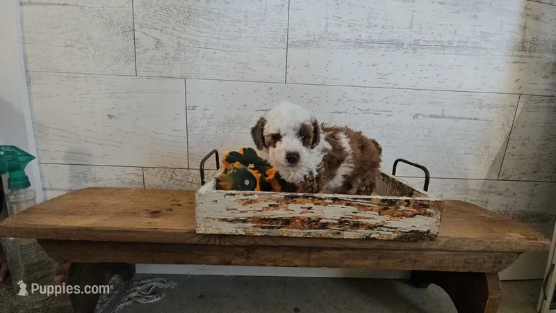 Sophia – Poodle - Miniature  puppy for sale in Ligonier, IN