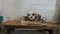 Sophia, a female Poodle - Miniature  for sale in Ligonier, IN – 1 of 2