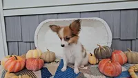 Remy, a male Papillon for sale in Ligonier, IN – 2 of 6