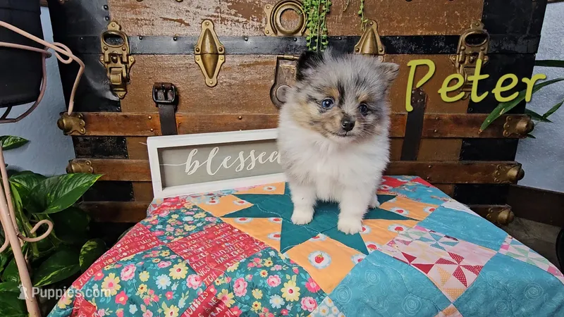 Peter – Pomeranian puppy for sale in Wolcottville, IN