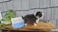 Oliver, a male Chihuahua for sale in Wolcottville, IN – 2 of 5