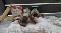 Pudding, a female Dachshund for sale in Ligonier, IN – 2 of 3