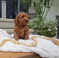 Hickory, a male Miniature Goldendoodle for sale in Ligonier, IN – 5 of 6