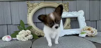 Honey, a female Papillon for sale in Wolcottville, IN – 2 of 6