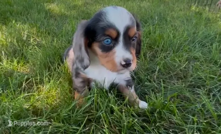 Patch – Dachshund, Cavalier King Charles Spaniel puppy for sale in Ligonier, IN