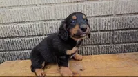 Lottie, a female Border Collie and Miniature Dachshund for sale in Wolcottville, IN – 1 of 3