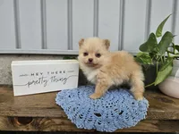Thea, a female Pomeranian for sale in Wolcottville, IN – 3 of 4