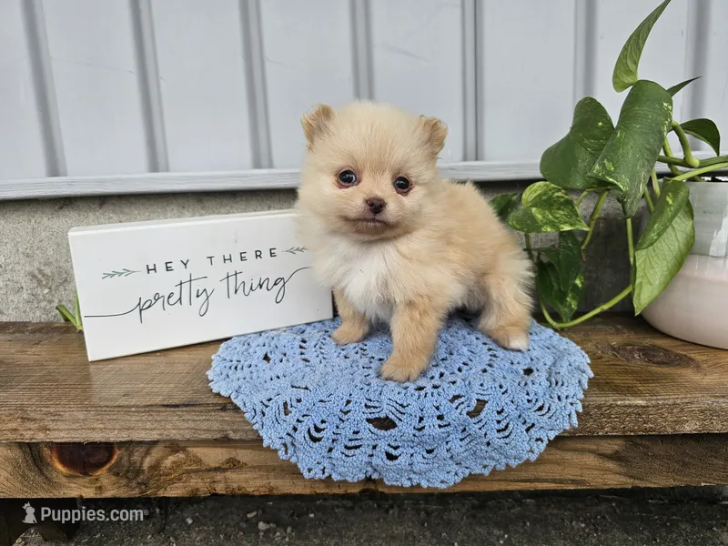 Thea – Pomeranian puppy for sale in Wolcottville, IN