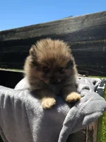 Fox, a male Pomeranian for sale in Ligonier, IN – 5 of 6