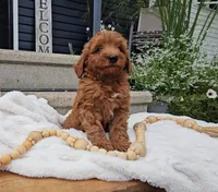 Hickory, a male Miniature Goldendoodle for sale in Ligonier, IN – 3 of 6