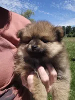Bear, a male Pomeranian for sale in Ligonier, IN – 5 of 6