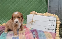 Walter, a male Goldendoodle for sale in Ligonier, IN – 3 of 3