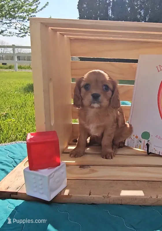Mildred, a female Cavalier King Charles Spaniel for sale in Wolcottville, IN – 1 of 3