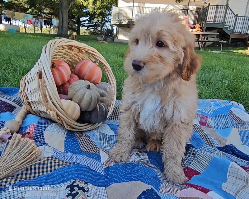 Edmund – Miniature Goldendoodle puppy for sale in Ligonier, IN