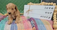 Buck, a male Goldendoodle for sale in Ligonier, IN – 3 of 3