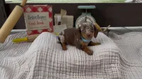 Honeybun, a female Dachshund for sale in Ligonier, IN – 1 of 3