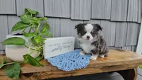 Oliver, a male Chihuahua for sale in Wolcottville, IN – 3 of 5