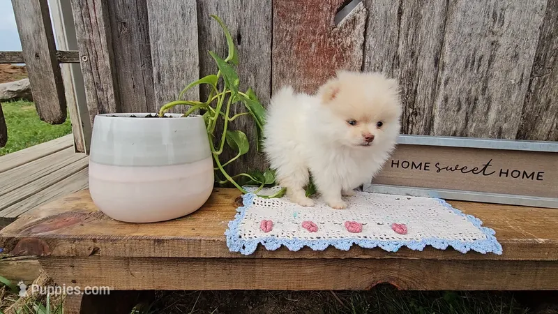 Nibs – Pomeranian puppy for sale in Wolcottville, IN