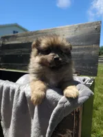 Fox, a male Pomeranian for sale in Ligonier, IN – 4 of 6
