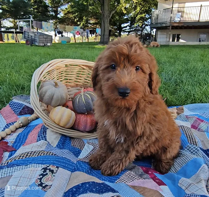 Hickory – Miniature Goldendoodle puppy for sale in Ligonier, IN