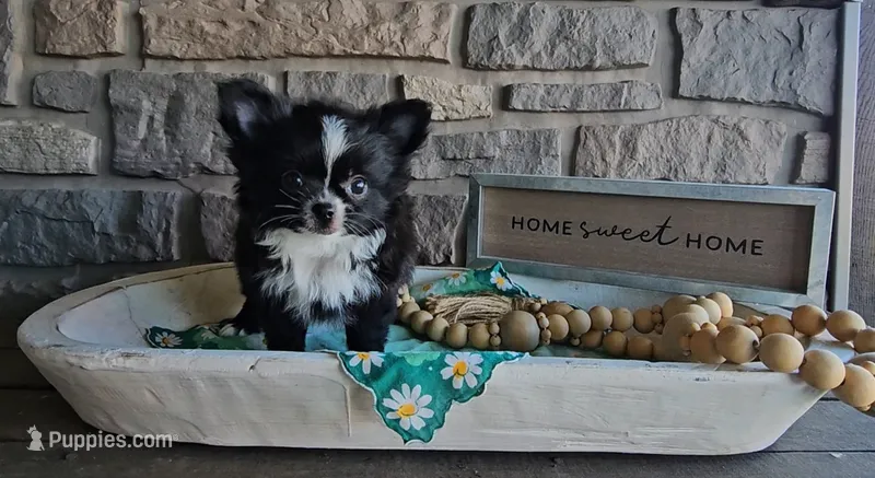 Milo – Chihuahua puppy for sale in Wolcottville, IN