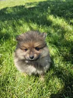 Fox, a male Pomeranian for sale in Ligonier, IN – 6 of 6