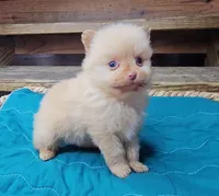 Theo, a male Pomeranian for sale in Wolcottville, IN – 2 of 3
