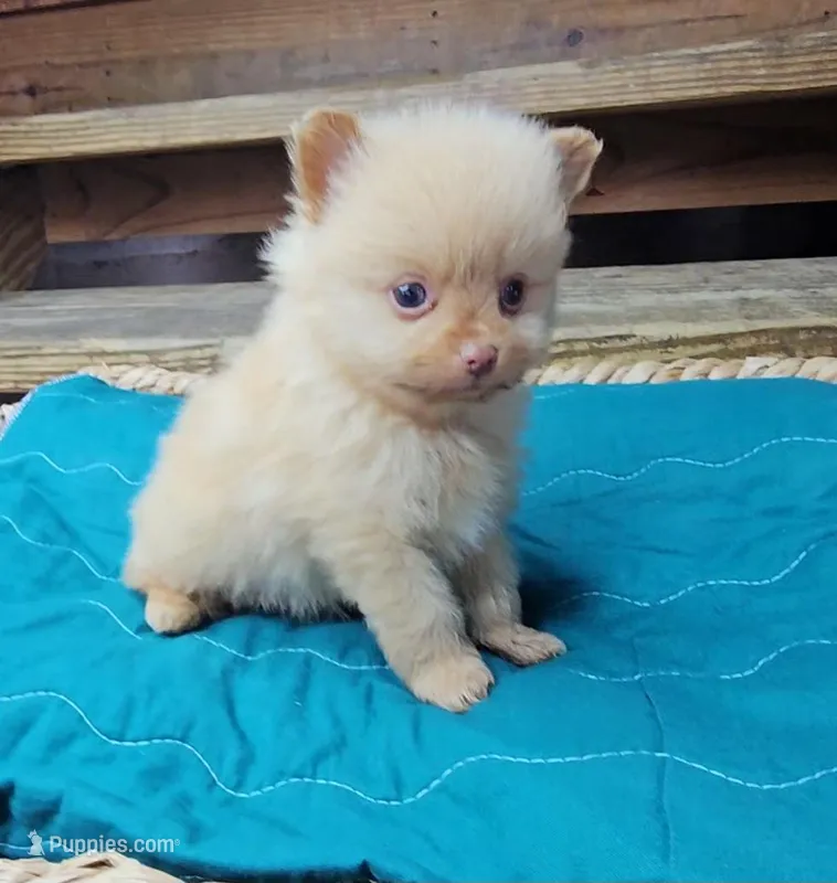 Theo – Pomeranian puppy for sale in Wolcottville, IN