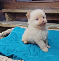 Theo, a male Pomeranian for sale in Wolcottville, IN – 3 of 3