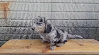 Fozzie, a male Border Collie and Miniature Dachshund for sale in Wolcottville, IN – 3 of 3