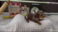 Honeybun, a female Dachshund for sale in Ligonier, IN – 3 of 3