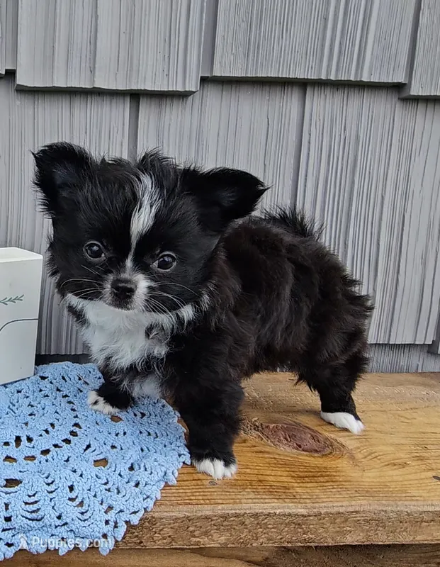 Milo – Chihuahua puppy for sale in Wolcottville, IN