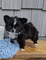 Milo, a male Chihuahua for sale in Wolcottville, IN – 1 of 5