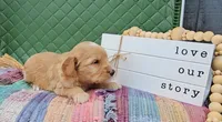 Rowan, a male Goldendoodle for sale in Ligonier, IN – 2 of 2
