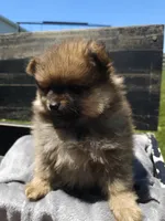 Bear, a male Pomeranian for sale in Ligonier, IN – 6 of 6