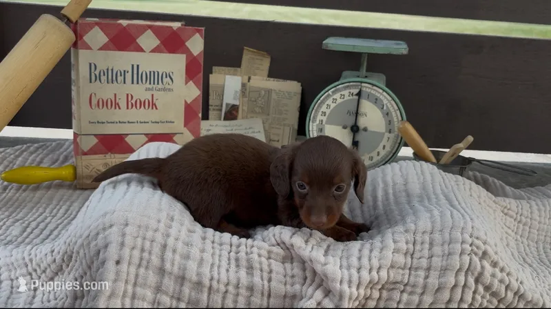 Brownie – Dachshund puppy for sale in Ligonier, IN
