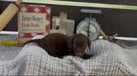 Brownie, a female Dachshund for sale in Ligonier, IN – 1 of 4