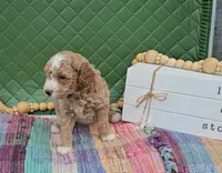 Eloise, a female Goldendoodle for sale in Ligonier, IN – 2 of 3