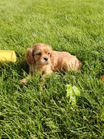 Mildred, a female Cavalier King Charles Spaniel for sale in Wolcottville, IN – 3 of 3