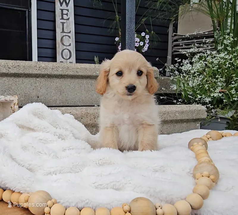 Edmund – Miniature Goldendoodle puppy for sale in Ligonier, IN